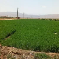 نهاده دامی
