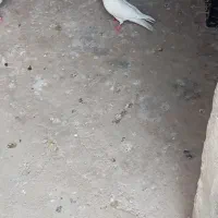 کفتر کله خال خود گرگی