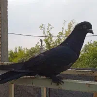 مفلق پر اصفهانی