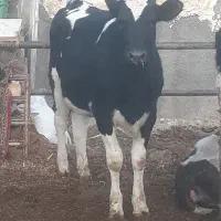 تلیسه پای کل