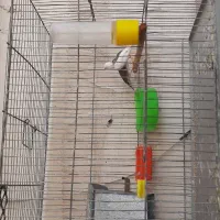 یک جفت فنج کینگ .نروماده