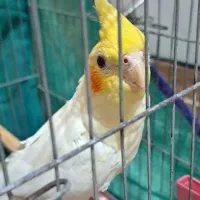 عروس هلندی نر و ماده