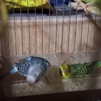 پرنده مرغ عشق