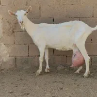 برسه قلوزاشیراخالص شرکتی