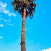 نخل بادبزنی مکزیکی ۳۵ساله