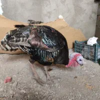 بوقلمون محلی