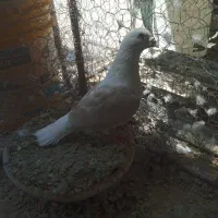 سه عدد حیون خوب