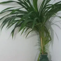 گل فروشی