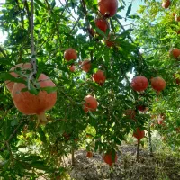 بیده خشک و پر برگ