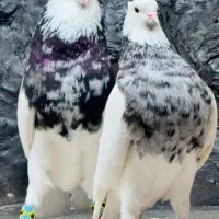 کبوتر مرغ گوسفند سگ