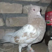 کفتر ساده و  پشتی و کله هما