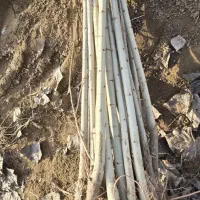 صنوبر نیگرا ترکیه ۱ساله تا۳ساله
