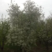 فروش باغ بر جاده   بالاتر از قزفخری کنار کانال آب