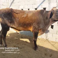 گاونر|حیوانات مزرعه|قشم, |دیوار