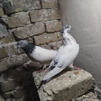 کبوتر