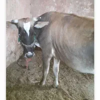 گاو جوان