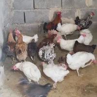 مرغ