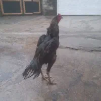 خروس لاری