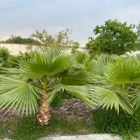 فروش نخل واشینگتن ۲ و ۳ ساله