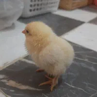 تخم مرغ نطفه دار