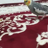 کوتوله سبز