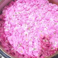 گلاب و عرقیات کاشان (عمده)