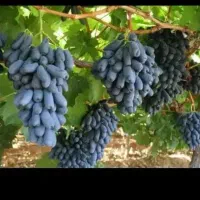 بزرگترین مرکز تولید نهال انگور ایرانی و خارجی