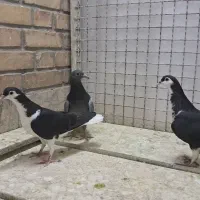 ساده سبز
