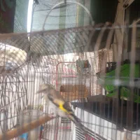 جوجه سهره