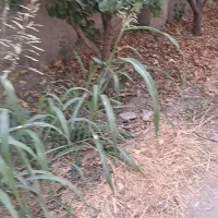 باغ-208-متری-شهریار-محله-رزکان