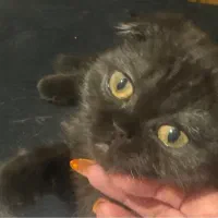 گربه اسکاتیش دبل فولد نر