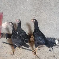 جوجه لاری