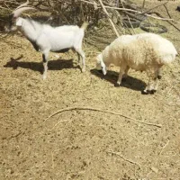 چبش سانن و یک عدد بره چاق
