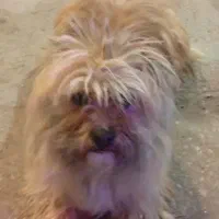 سگ پا کوتاه