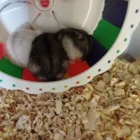 همستر کمپل مینیاتوری