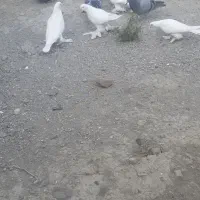 کبوتر مسافتی و لوتو قسا دیمدیح