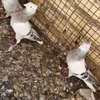 سبز دم سفیدنر