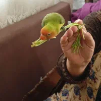 طوطی برزیلی گمشده
