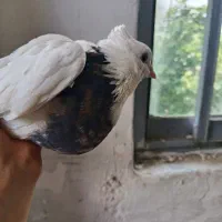 کبوتر با ارزش