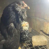 مرغ و خروس اریکانا و تعدادی مرغ یووسل بلژیکی
