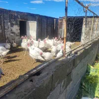 فروش بوقلمون