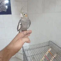 عروس هلندی
