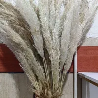 گل پامپاس طبیعی
