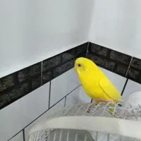 مرغ عشق