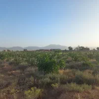 باغ پسته سروستان