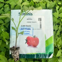 نشا گوجه بدرو و ۸۰۲۰ تضمینی و قرارداد رسمی