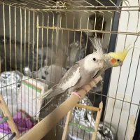 عروس هلندی