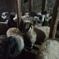 شیشک نرکیلویی ۷۳۰هزارتومان