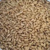 دو عدد گونی گندم به فروش می رسد