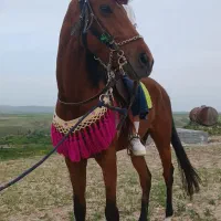 اسب تروبرد
